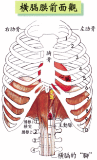 将腹式横膈膜呼吸法融入到日常恢复训 信息评鉴中心 酷米资讯 Kumizx Com