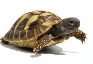 在家养一只小乌龟的时候应该注意哪些问题