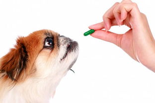哪些消炎药可以给狗狗吃,人的消炎药可以给狗狗吃吗 