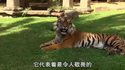 动物 饲养员把小老虎带到动物园,想让老虎尽快适应以后的生活环境 