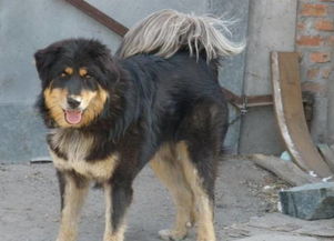 中国本土越来越罕见的犬种 蒙古獒 