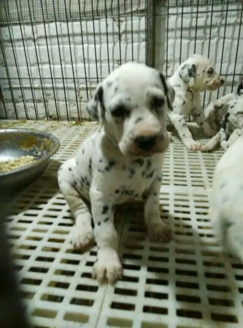 广州犬舍出售纯种斑点狗大麦町犬活体宠物狗市场在哪卖狗地方买狗