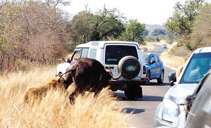 南非格鲁克国家公园惊现水牛大战母狮 交通被阻断 