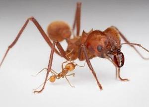 harvester ant bite,Harvester Ant Bite: A Detailed Look into Its Effects and Management