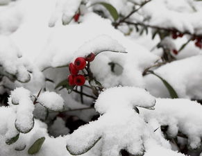 下雪啦,过年啦,祝大家新年好