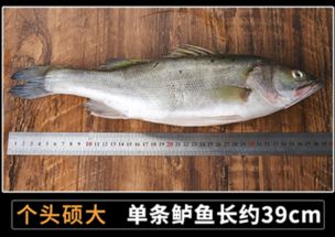 鲈鱼多少钱一斤(鲈鱼价格要多少钱一斤)