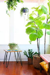 绿植属于什么费用,绿植之美：家居装饰与生活品质的提升
