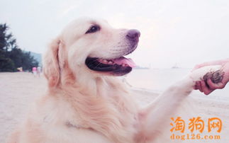 怎么调教出温顺的金毛犬