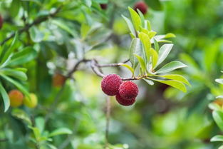 东魁杨梅的种植技术要点,不同品种杨梅树的种植