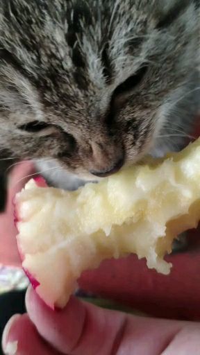 吃苹果的猫,你们见过吗 