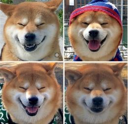 微笑狗表情包下载 9枚表情 比克尔下载 