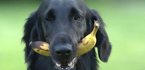 狗狗可不可以吃香蕉