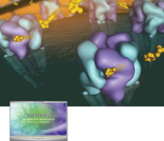 美科学基金会评出2007最佳科学图片 