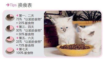 养猫须知 猫咪哪些情况就要吃益生菌