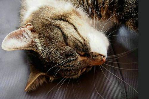 猫咪肝衰竭和黄疸能治好吗
