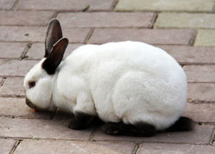 加利福尼亚兔价格 加利福尼亚兔怎么养 加利福尼亚兔产地 家居百科 
