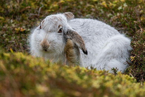 生肖兔 属兔人要多注意身体健康问题,12月份要低调一点