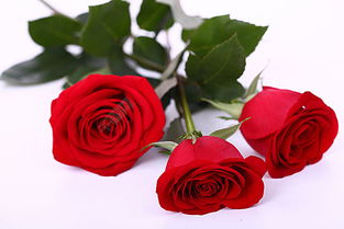 天使玫瑰花的花语,天使玫瑰花语：无尽的爱与祝福
