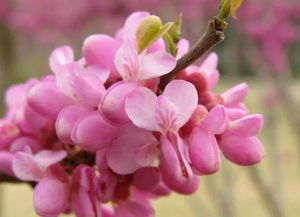 紫荆是什么植物,紫荆花的生物学特性？
