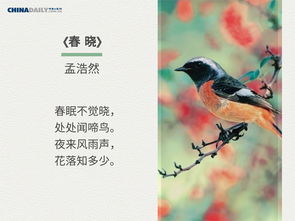 五首关于鸟的诗句