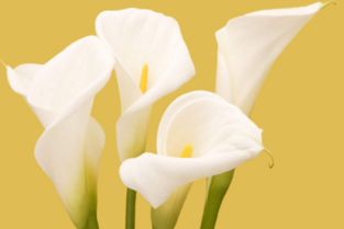 马蹄莲的花语：纯洁、高雅的象征，蕴含着无尽的思念与期待