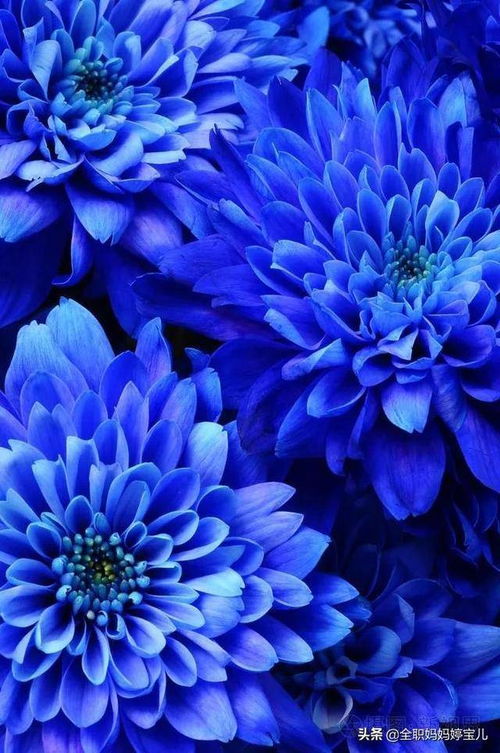 分享 蓝色的花