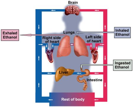 酒精代谢过程,1. 吸收：酒精通过口腔、胃和小肠被吸收