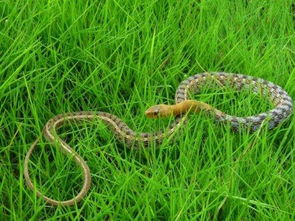 请问这是什么蛇,有毒吗 现在蛇在家里,非常害怕 