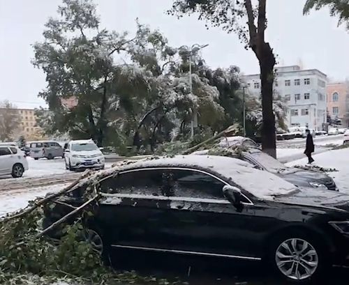 变天了 内蒙古多地突降鹅毛大雪,村民 积雪压断树枝,多车被砸