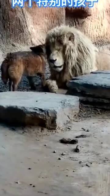 老虎只要一靠近,狗子就帮狮子把它赶走,真是偏心呀 