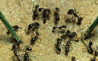 假如 蚁后死亡后, 蚂蚁群是怎么再 选举 出蚁后的