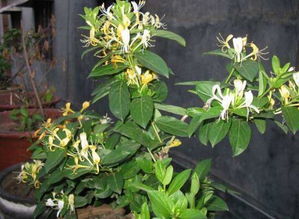 盆栽金银花的种植方法,用多大的盆