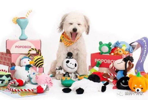 如何在种类繁多的玩具中为爱犬挑选一款适合的狗狗玩具