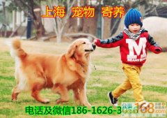 上海宠物寄养 上海分类168信息网 