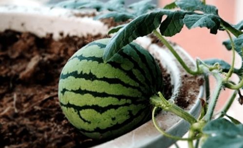 确保能在阳台上成功栽培西瓜的小窍门,大胆一试,满是惊喜
