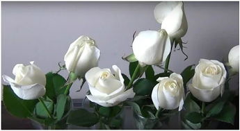 怎么养白玫瑰花,白玫瑰的种植方法
