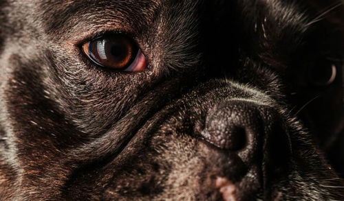狗可以在黑夜中能看到什么 为什么有的狗在黑夜中眼睛反光