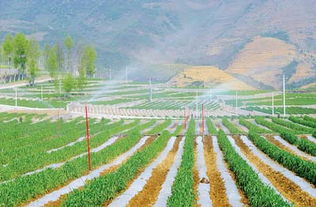 农作物灌溉应如何节约用水(农作物灌溉方式)