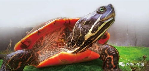 龟界中适合家庭饲养的巴西脸有哪些