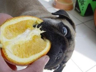 两个月的狗狗可以吃橘子吗 