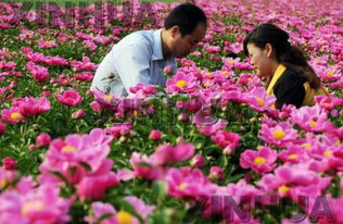 芍药花拟人句怎么写