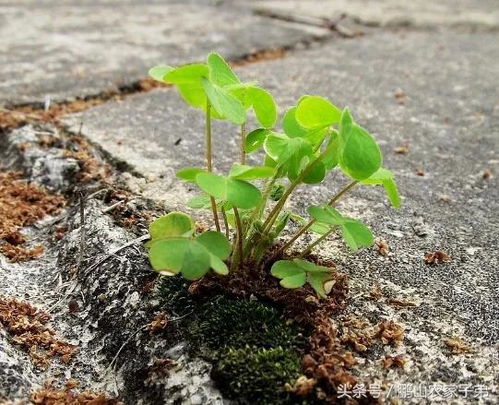 生命力顽强的植物都有哪些,生命力