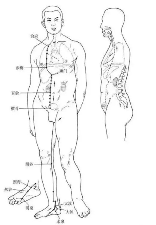 你了解经脉吗 十二经脉的位置 走向规律 交接规律及分布规律