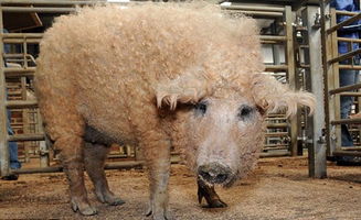 英国培育出罕见金毛猪 长相性格像绵羊 