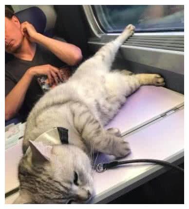主人带猫咪坐火车,猫咪上车就睡觉,真的是太可爱了