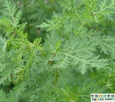 西安森睦生物科技有限公司 首页 