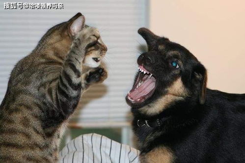 猫狗打架,狗总是被欺负的那个,为什么人们见到的却是狗把猫咬死