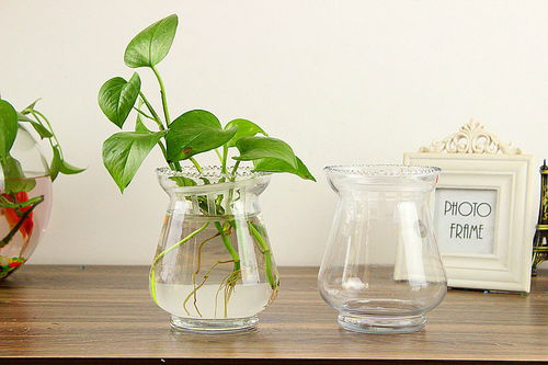 花瓶玻璃透明水养绿萝