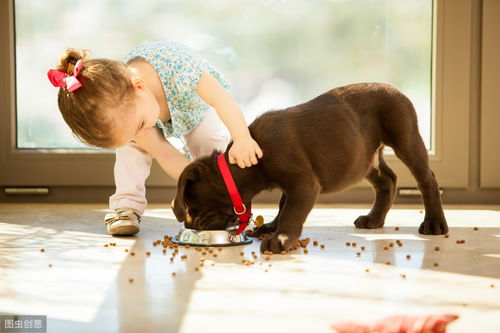狗狗不能吃巧克力,具体摄入量是多少才会中毒,能计算出来吗