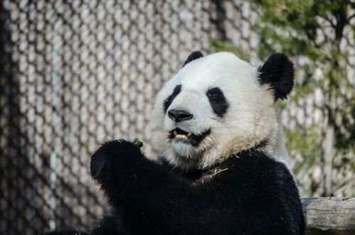 熊猫的尾巴是什么颜色 据说80 的人都答错